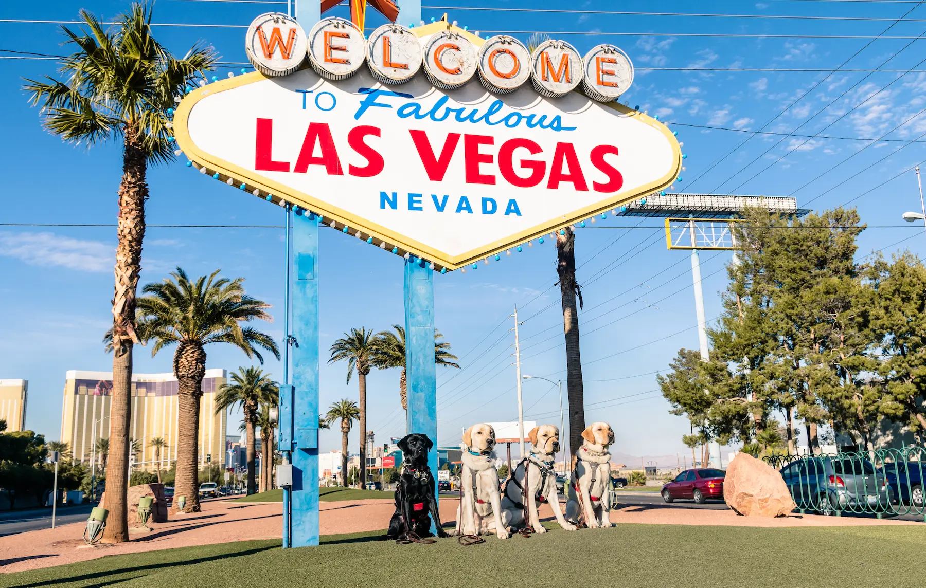 Dogs at fabulous sign on The Strip