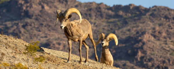 Two big horn sheep looking into the distance