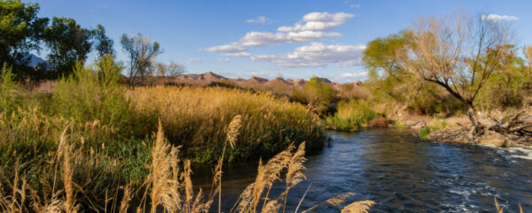 Wetlands and grass with distant mountains