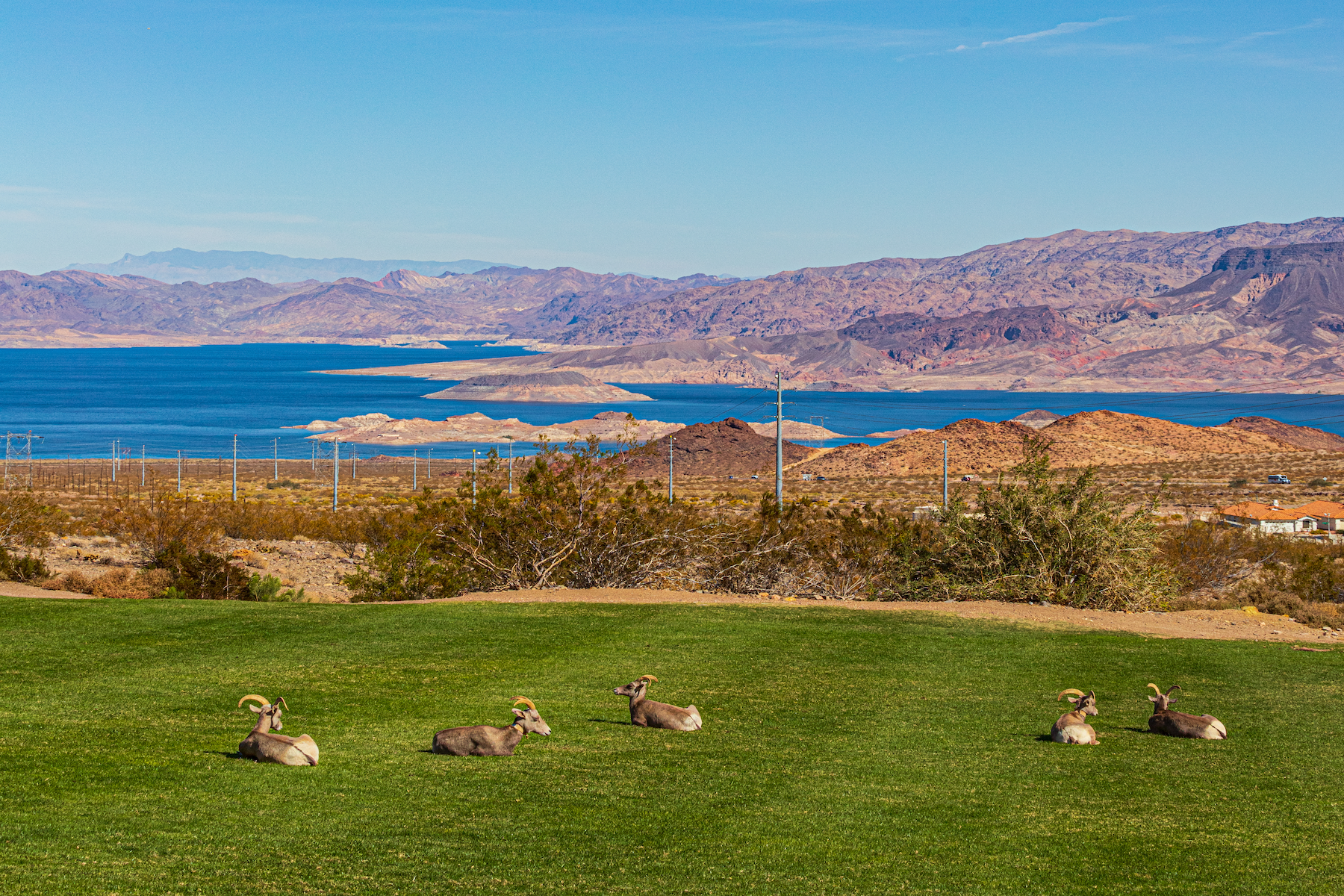 Big horn sheep at Hemenway Park in Boulder City, Nevada, overlooking Lake Mead.