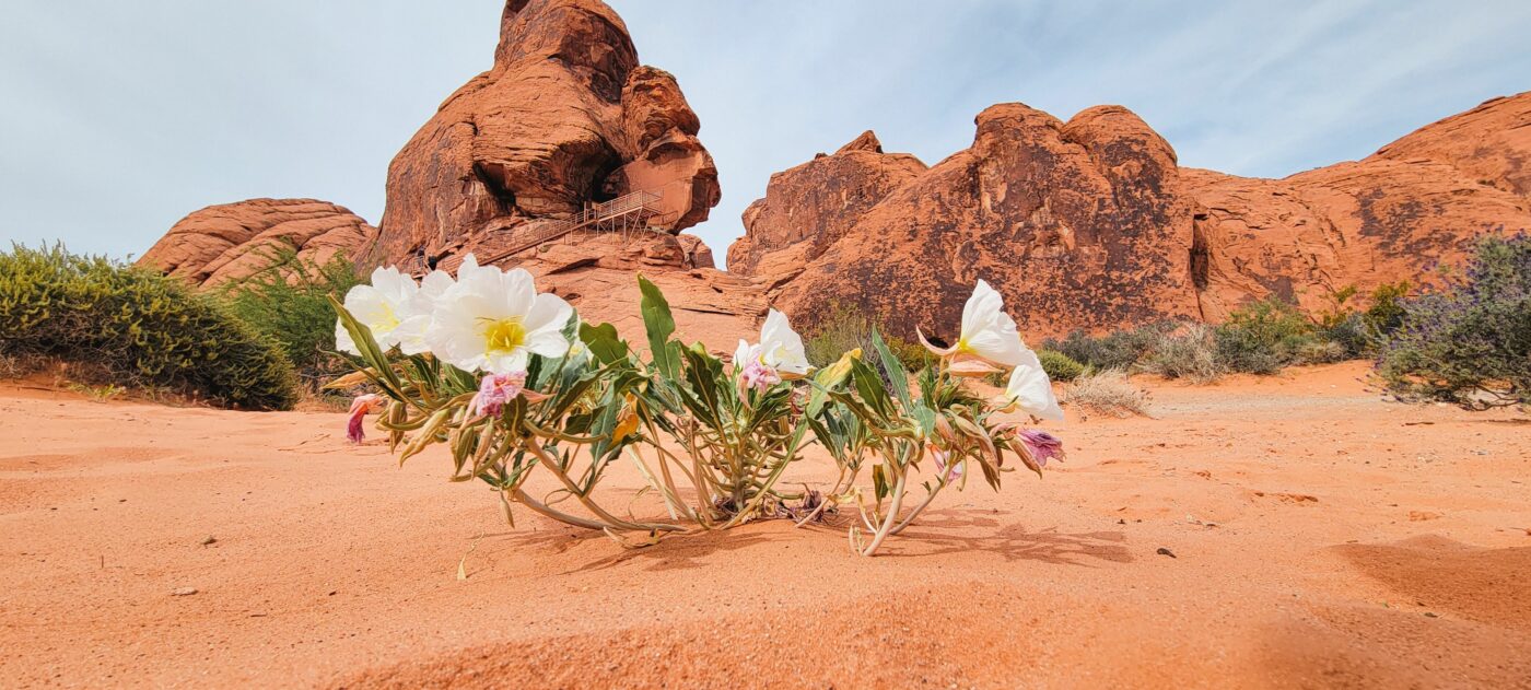 Flowers bloom in front of a dramatic rock collection at Valley of Fire state park in Southern Nevada