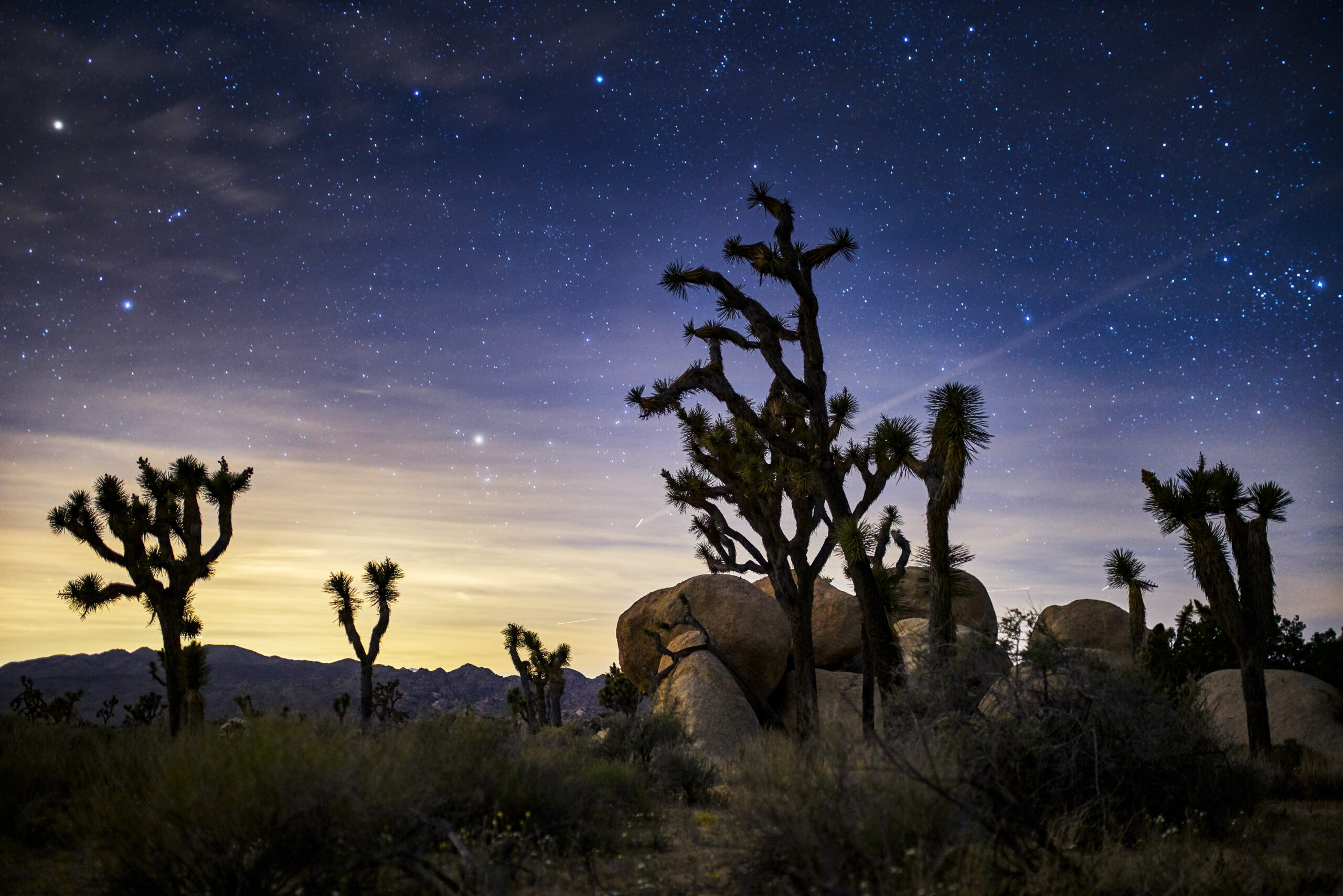 Joshua Tree National Park under starry skies