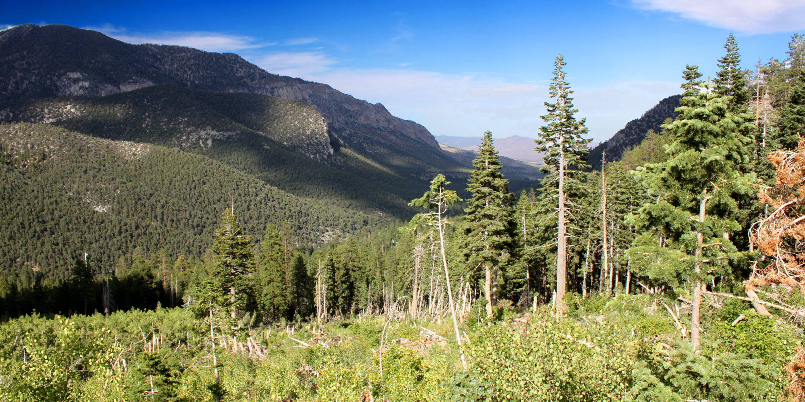 Mount Charleston Landscape Nevada