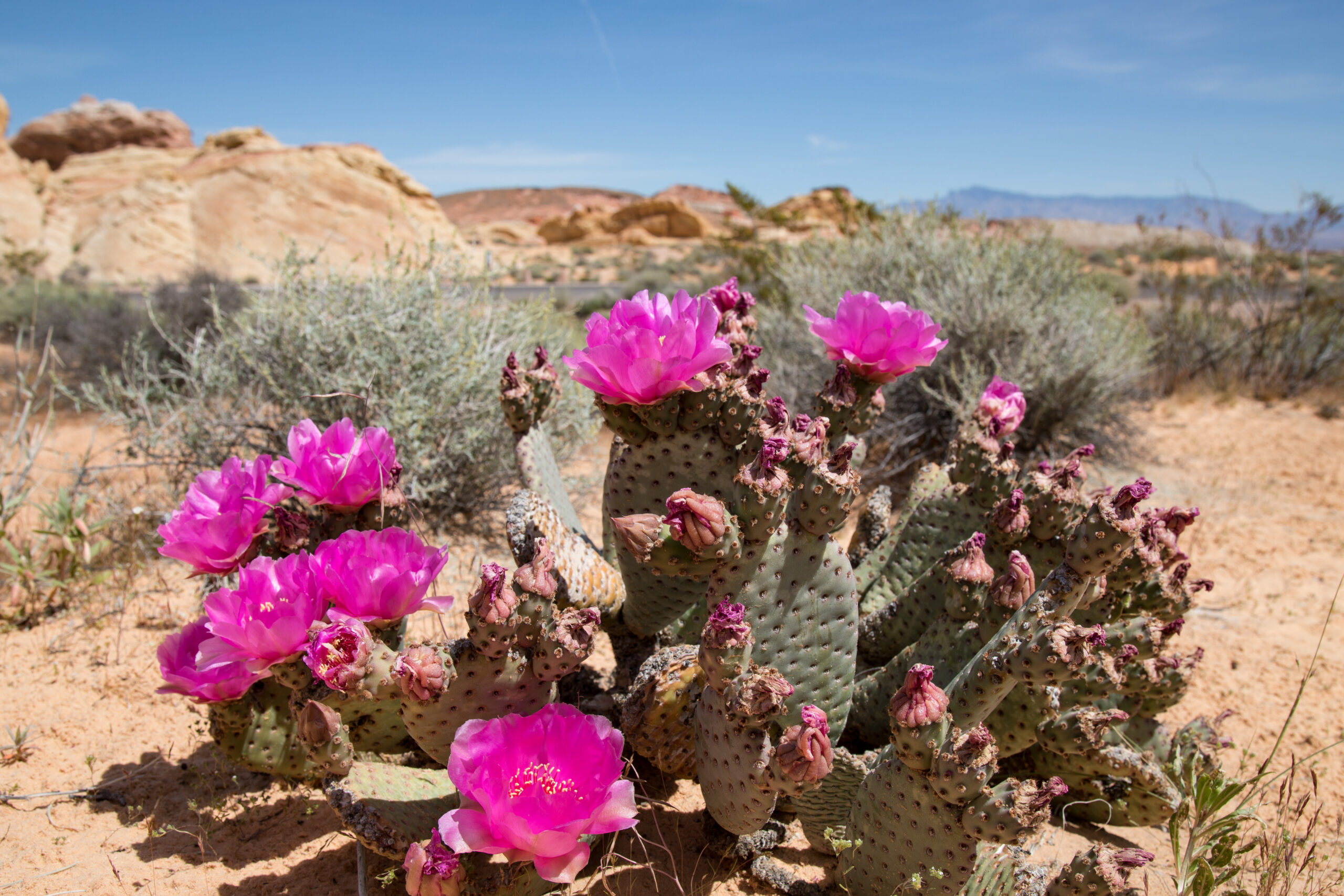 A pink blooming cactus flower in Valley of Fire State Park in Nevada. It's a myth that flowering plants and elements here cause worse allergies. 